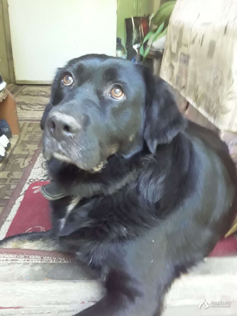 Найдена собака