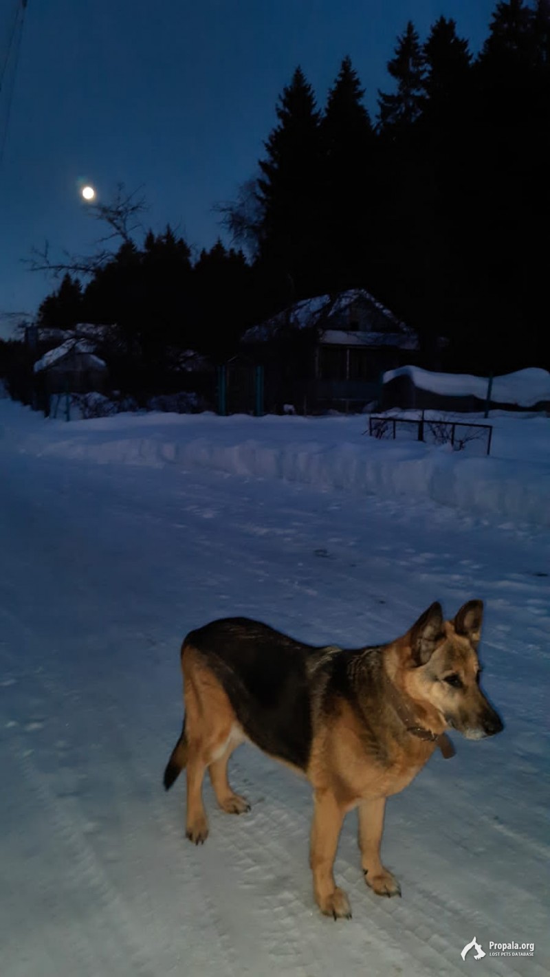 Пропала собака. Овчарка, 11 лет, кличка Ева