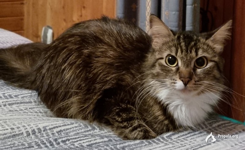 ПРОПАЛА ЛЮБИМИЦА СЕМЬИ