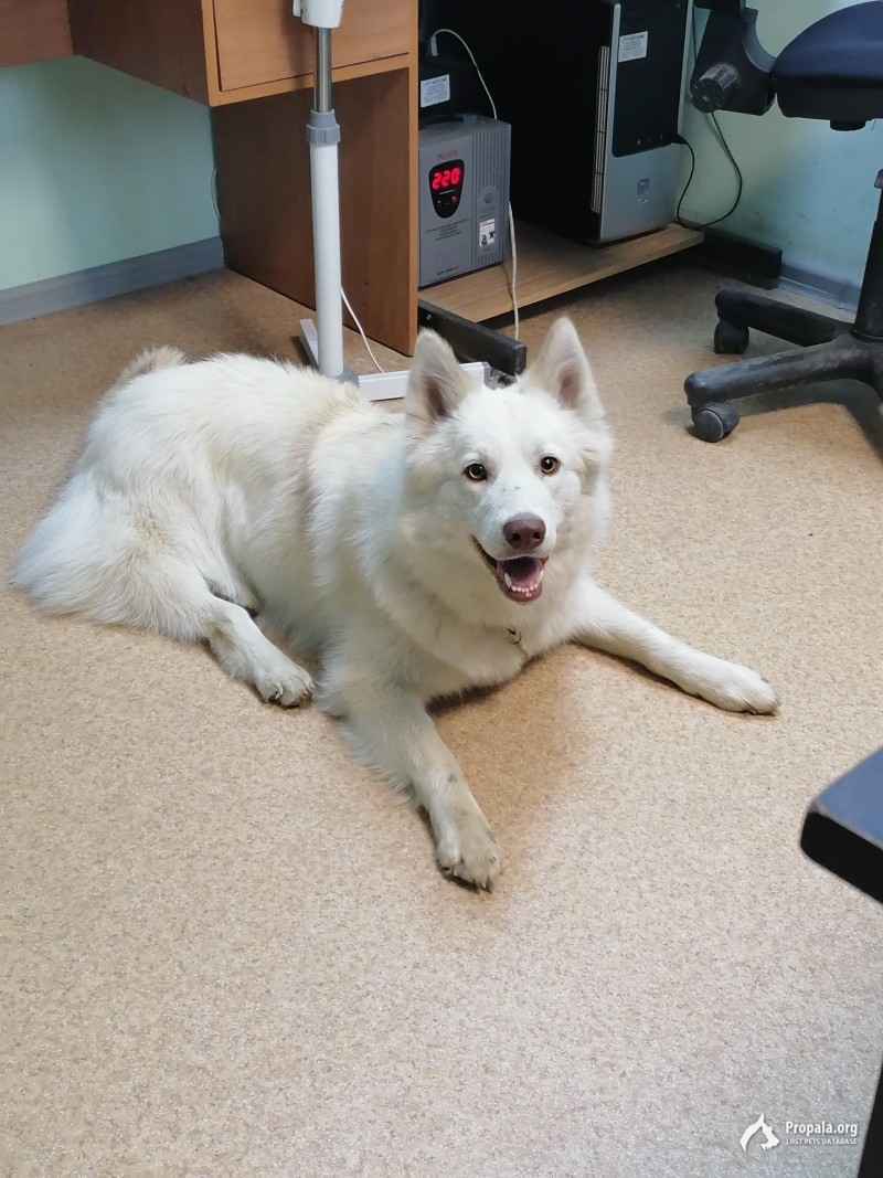 Помогите пожалуйста найти собаку