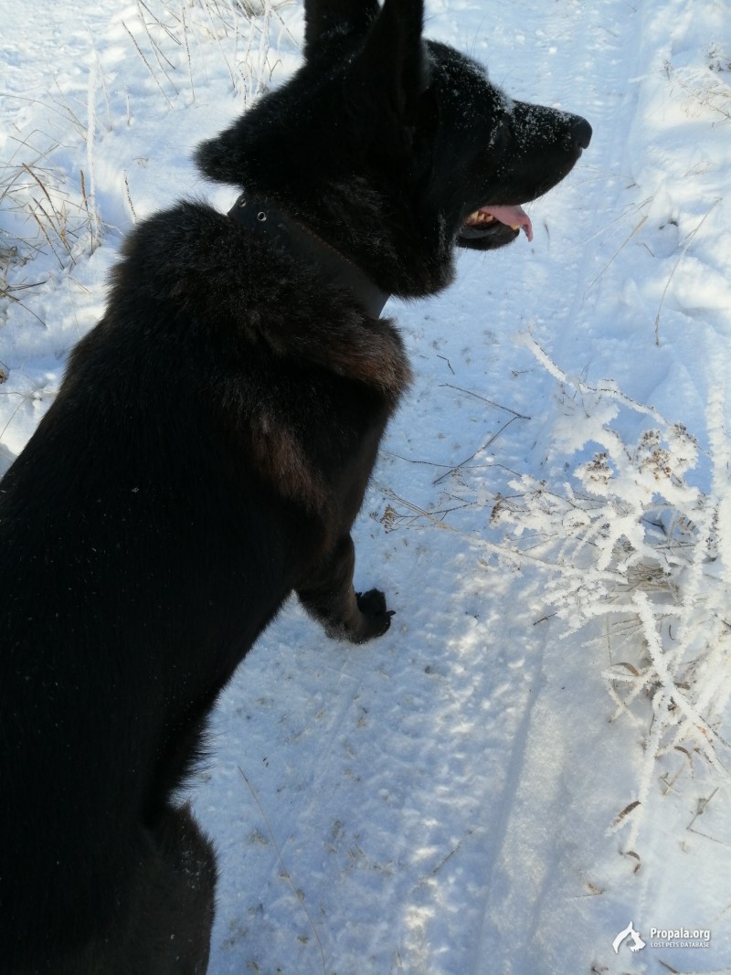 Помогите найти собаку