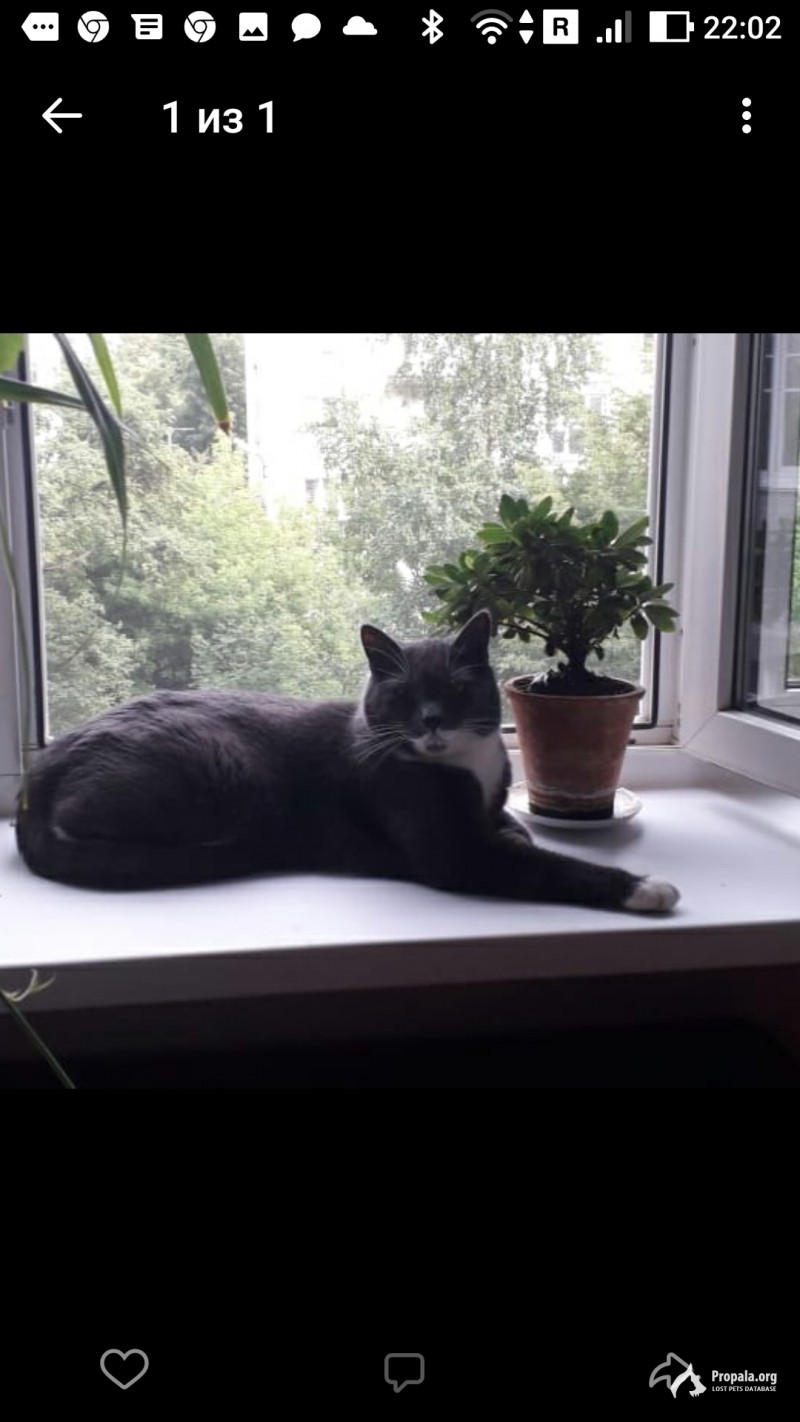 Пропал серый кот. Улица Хотите с. Помогите найти!