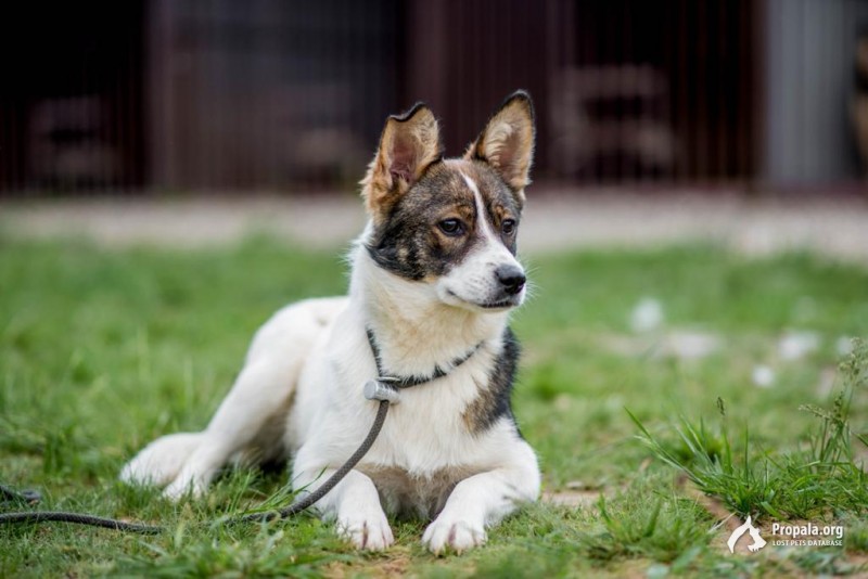 Пропала собака