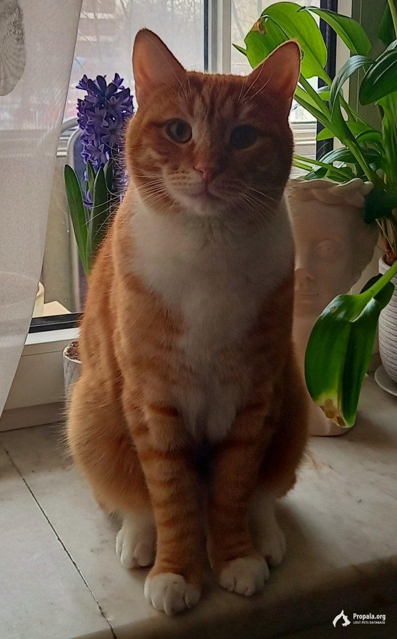 Пропал рыже-белый кот с голубым ошейником