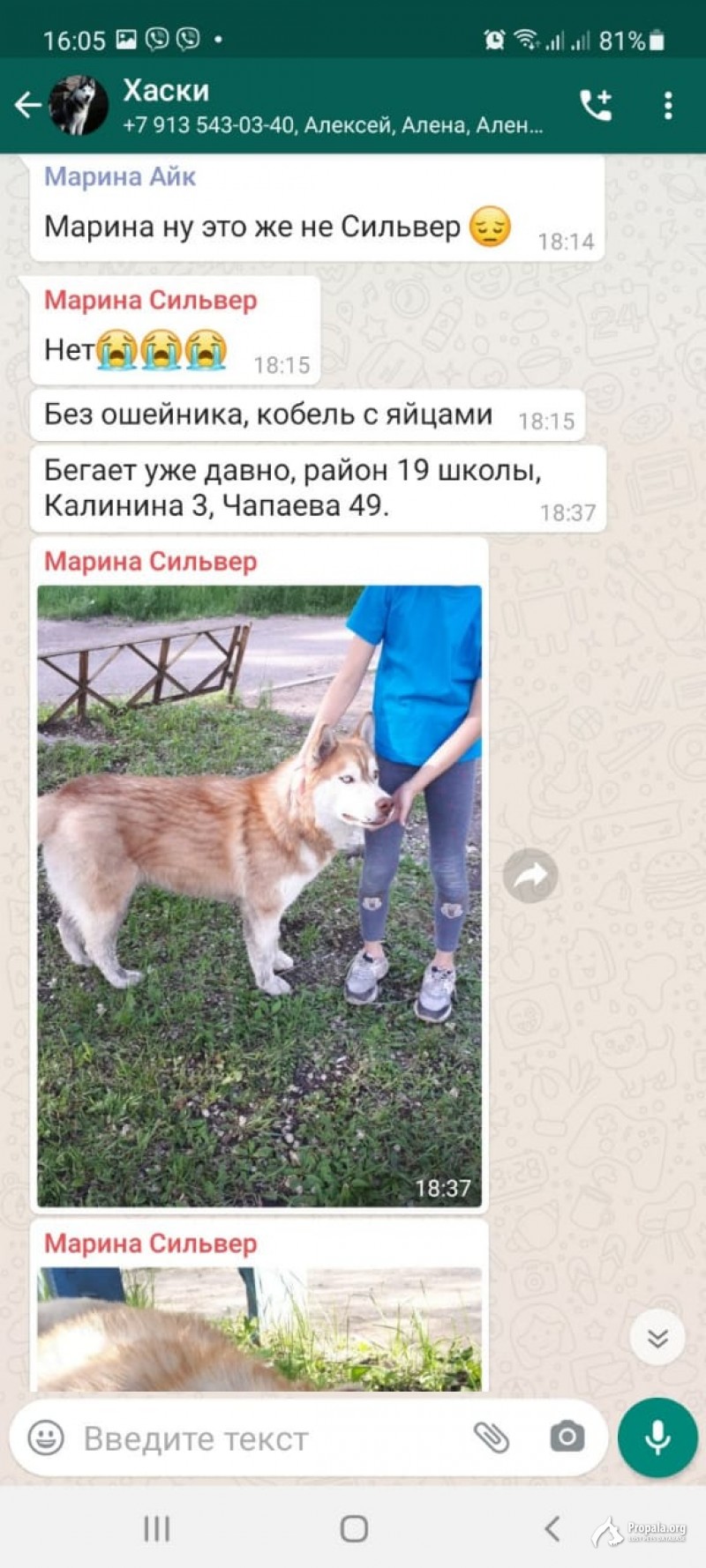 Поиск собаки