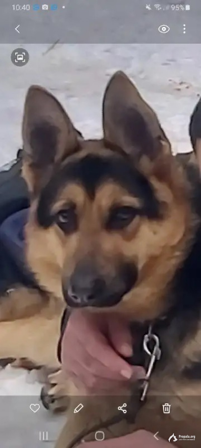 Пропала немецкая овчарка