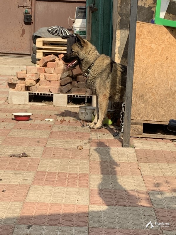 Убежала собака