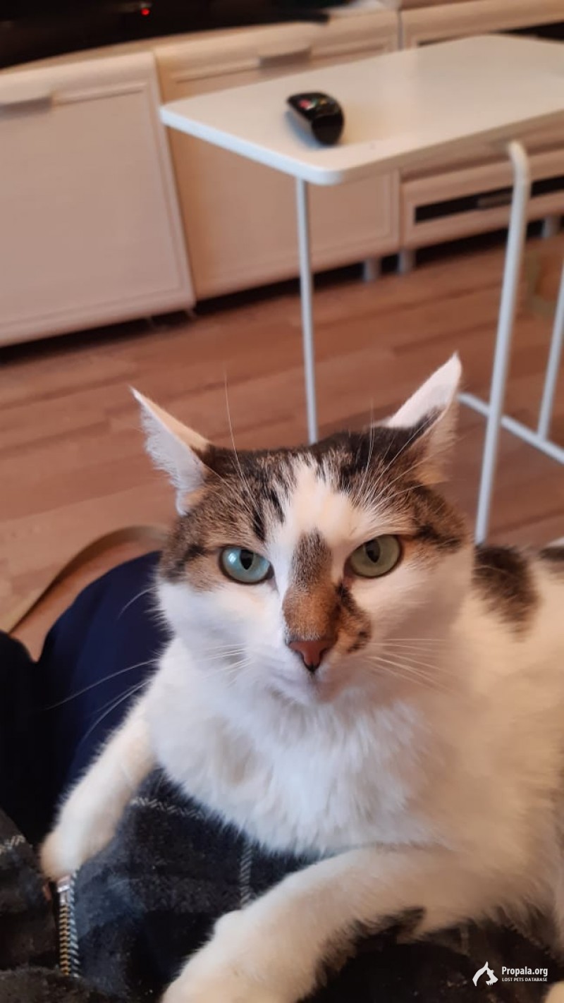 Пропала кошка