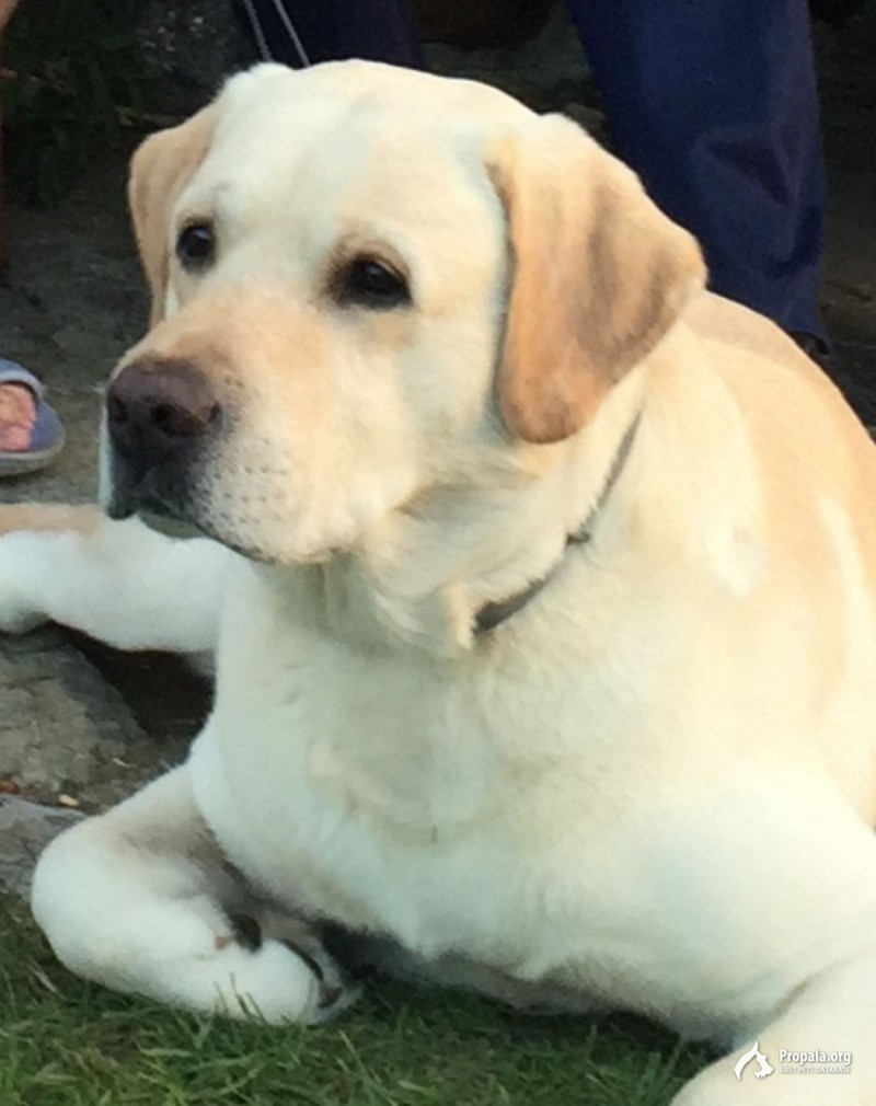 Пропал Лабрадор Тибальд