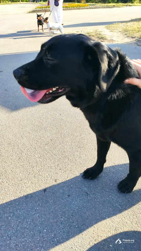 Найдена собака чёрная сука в парке Малиновка