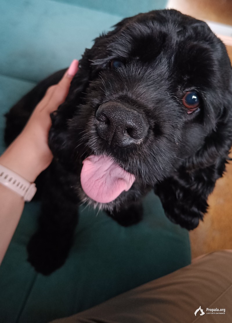 Найден кокер спаниель