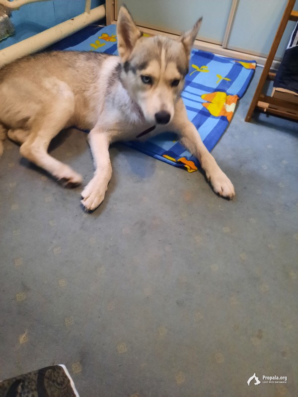 Найдена собака