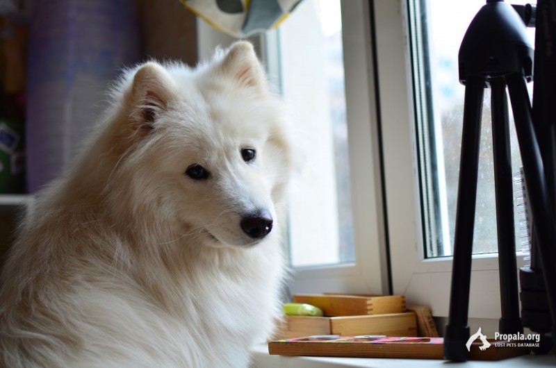 Ищем самоеда!