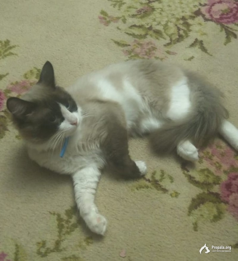 Кот ищет свой дом