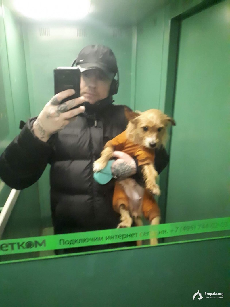 Пропала собака