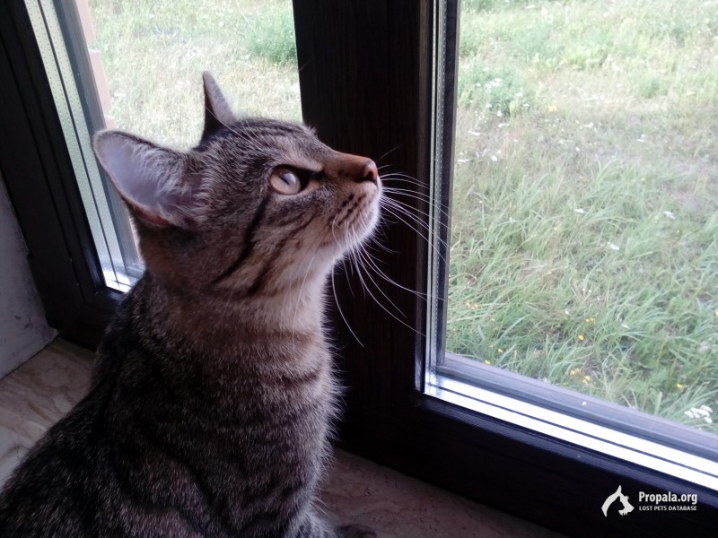 Пропал кот