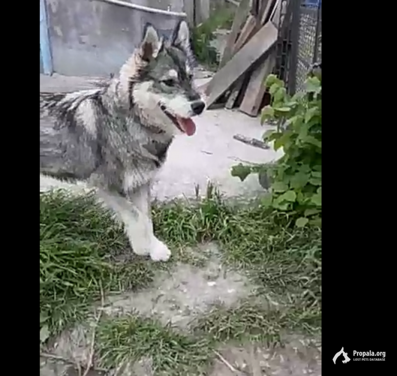 ПРОПАЛА СОБАКА ПОМОГИТЕ НАЙТИ