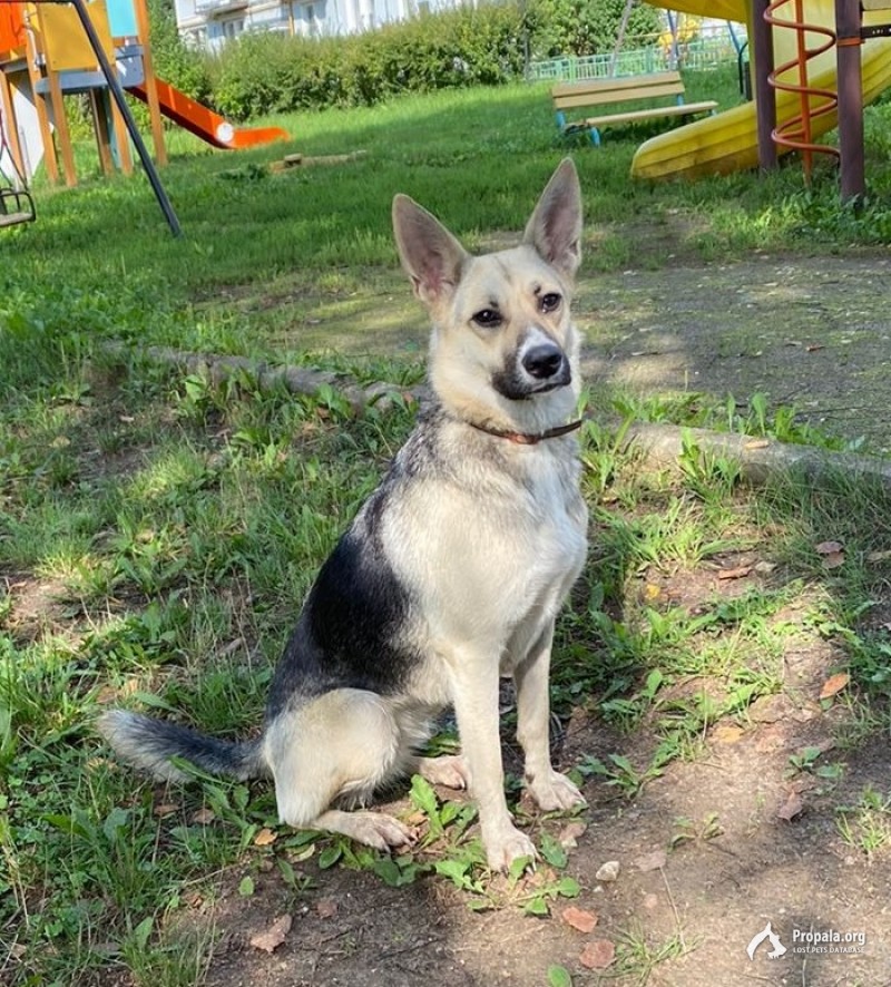 Найдена собака район Мытищи