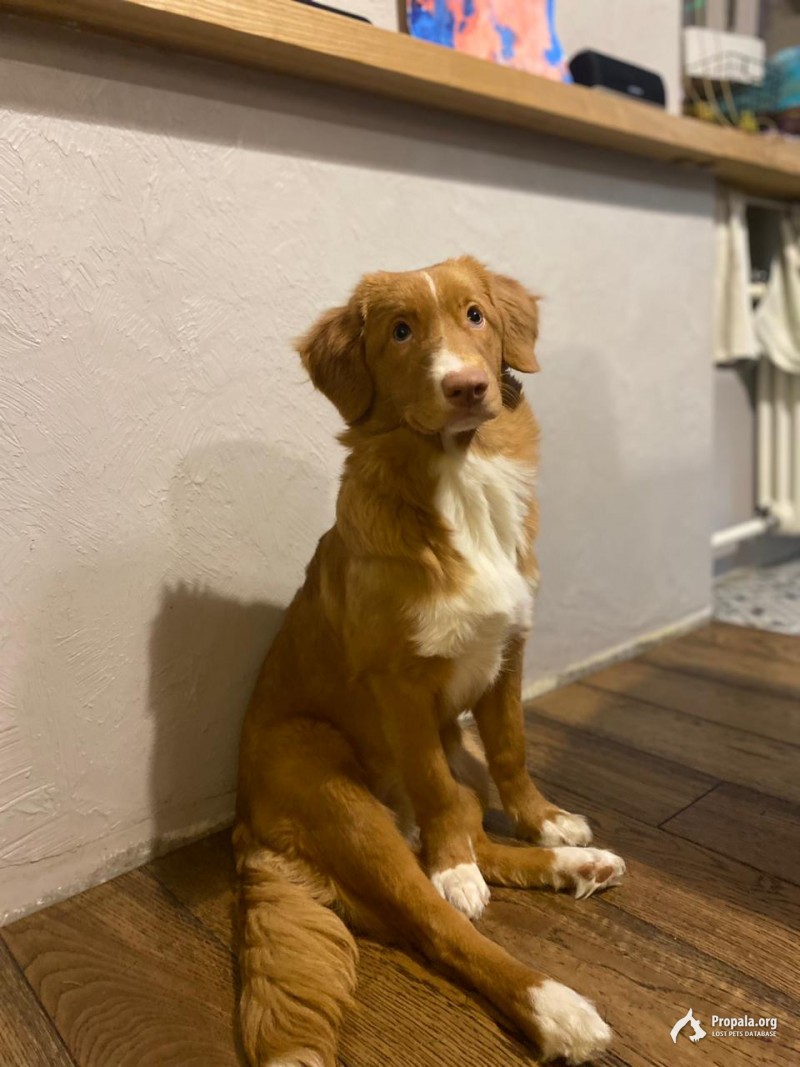 Новошотландский ретривер, пропала в Филях, кличка Энни.