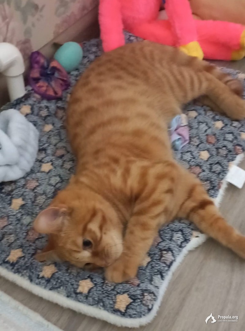 SOS пропала кошечка (девочка) SOS