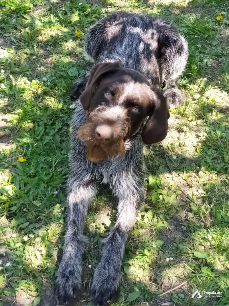 Пропала собака породы Дратхаар в станице Копанской