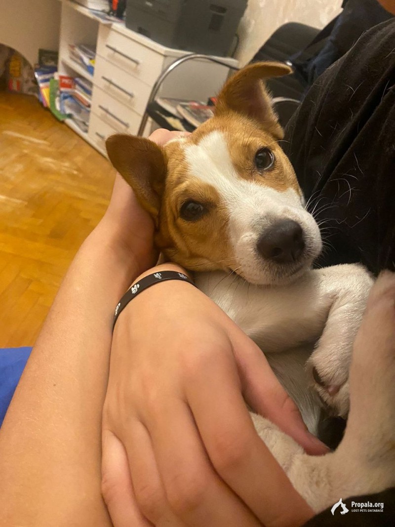 Пропала собака. Москва. Северное Медведково.