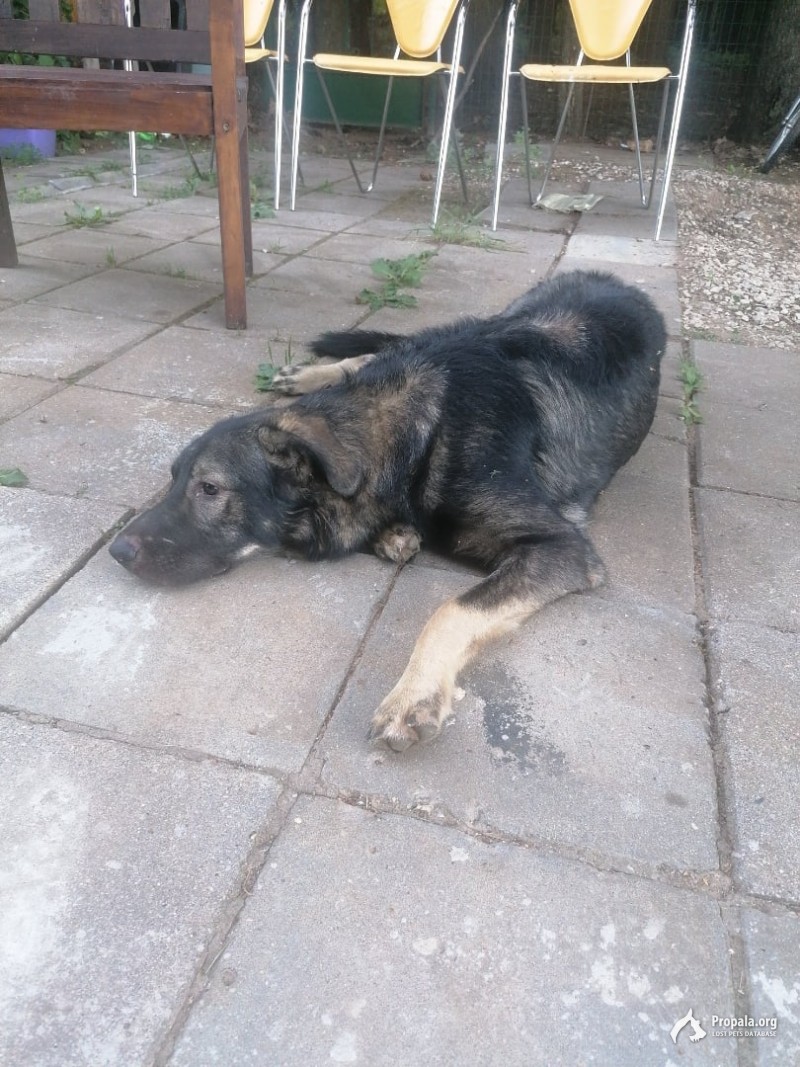 Найдена собака, Красная Пахра