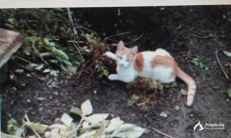 Потерялся кот