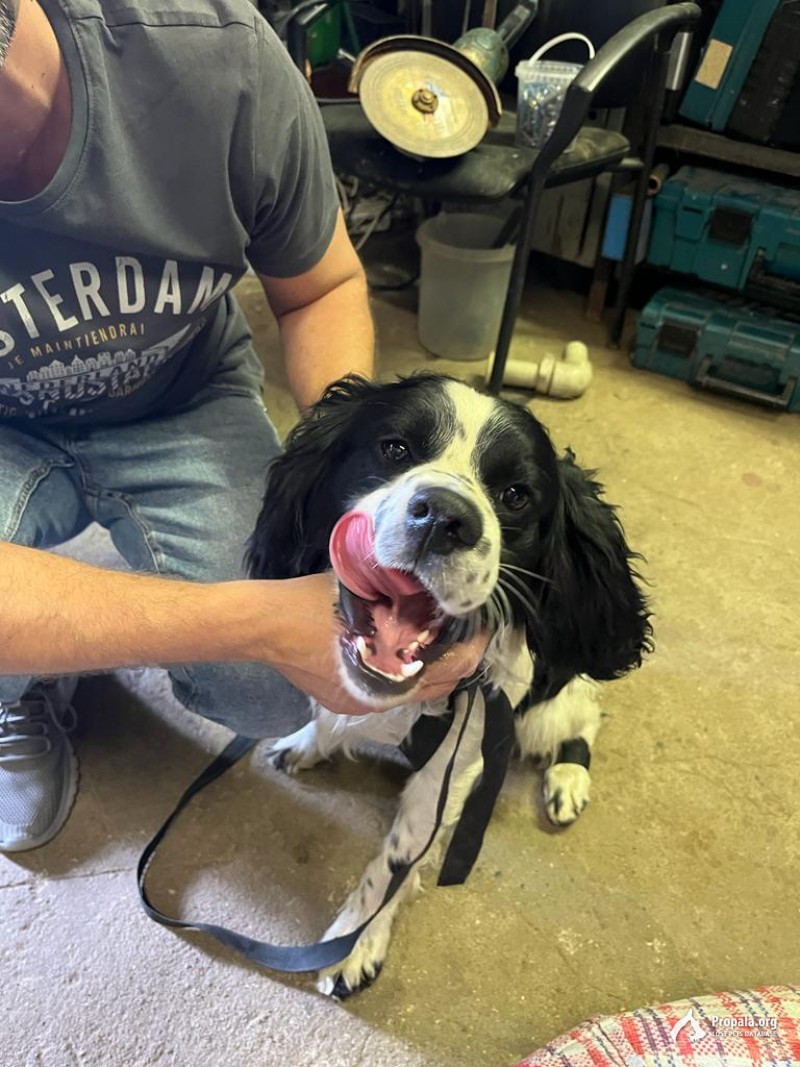 Найдена собака породы спаниель в Бирюлёво западное