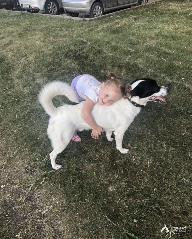 Пропала собака