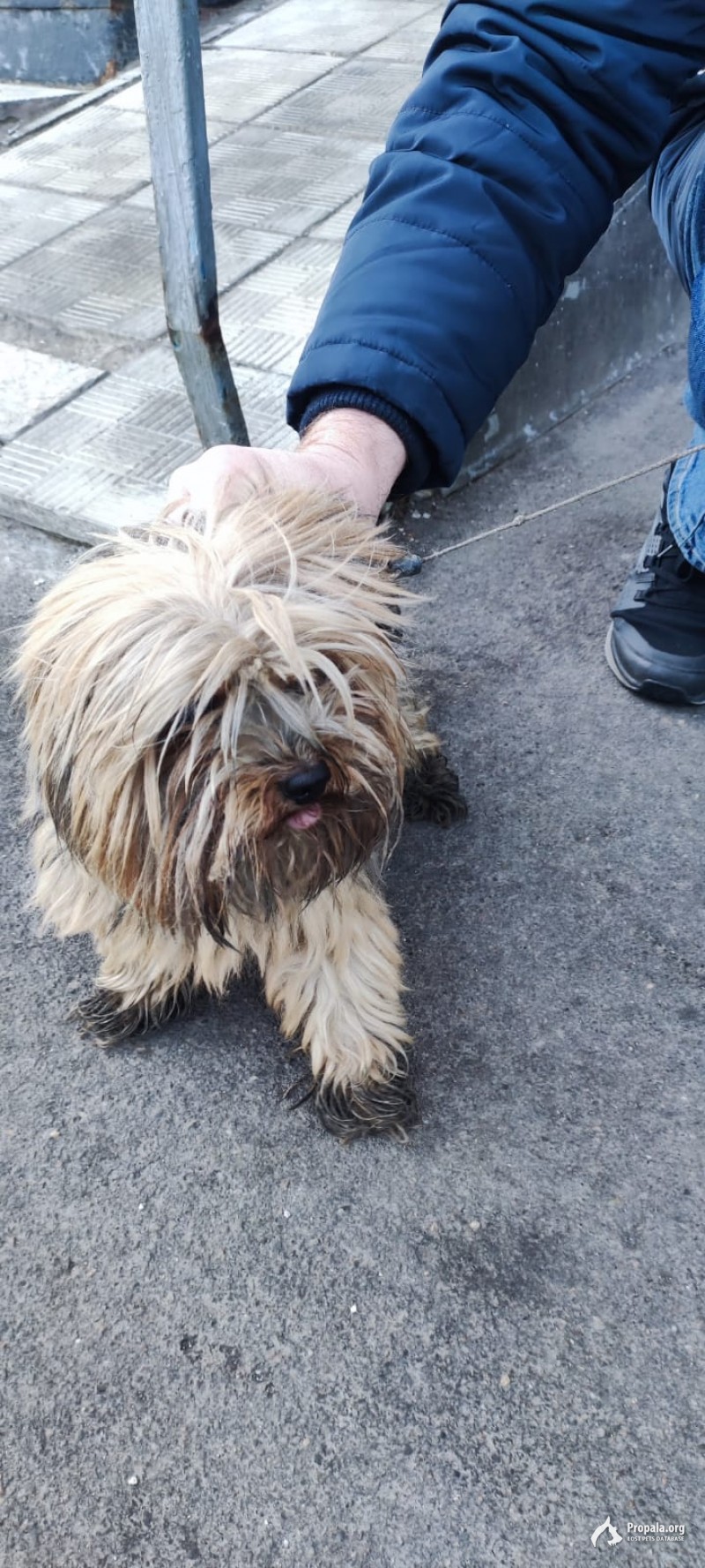 собака мальчик найден