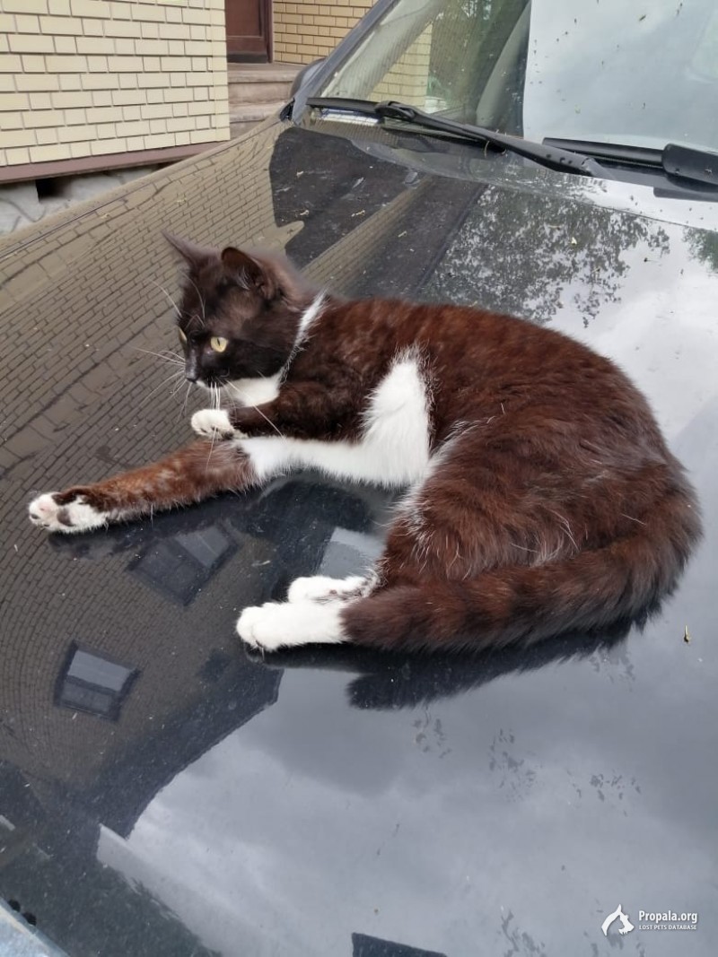 Пропал кот