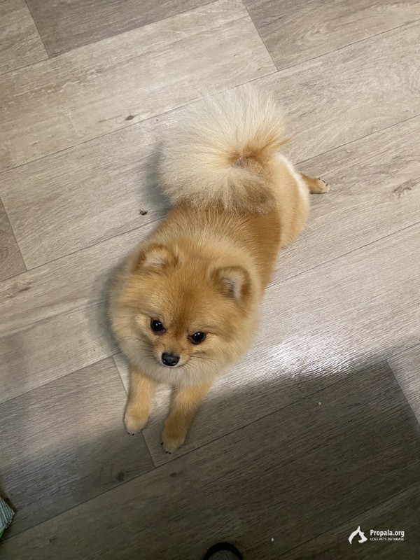 Пропала собака,шпиц,кличка Джина,Канск