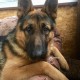 Пропала немецкая овчарка