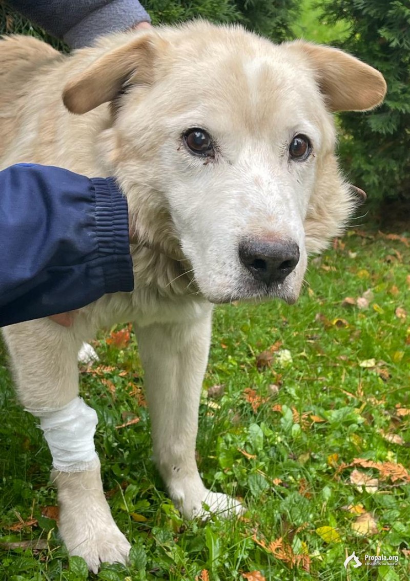 Ищет хозяина