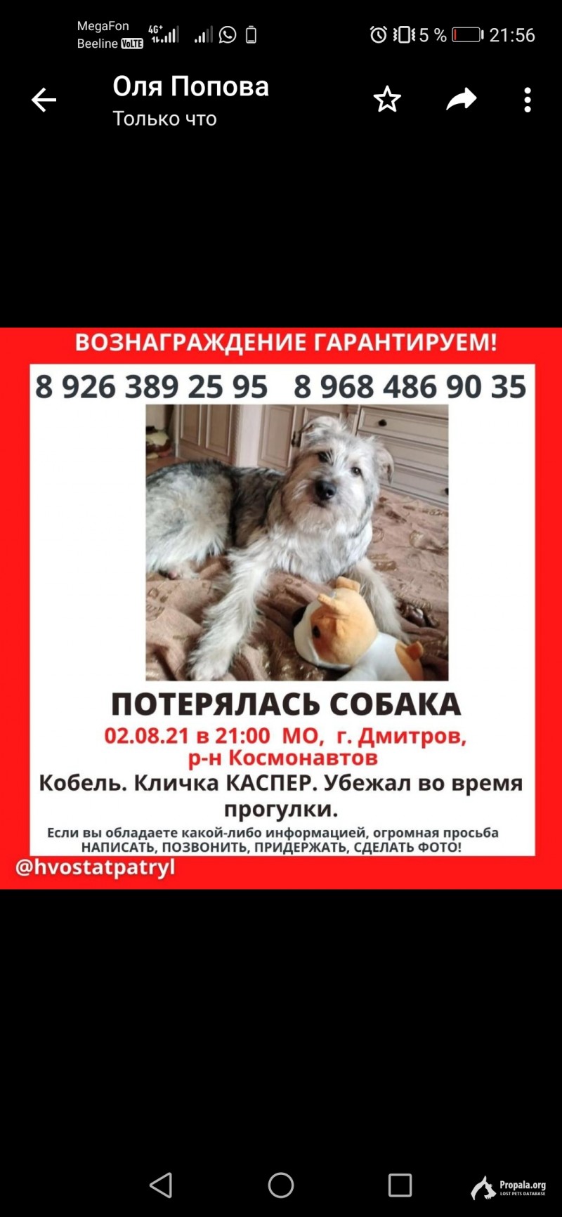 Бородатик