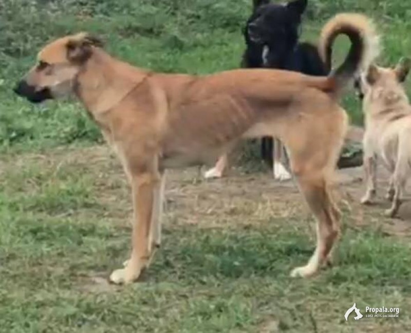 Потерялась в Березовке