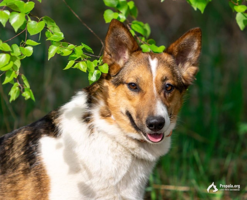 небольшая собачка Жужа