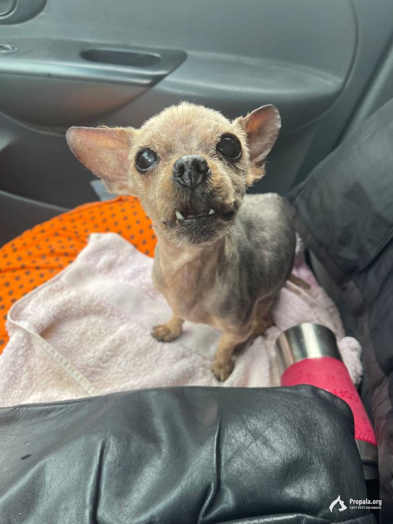 Пропала собака