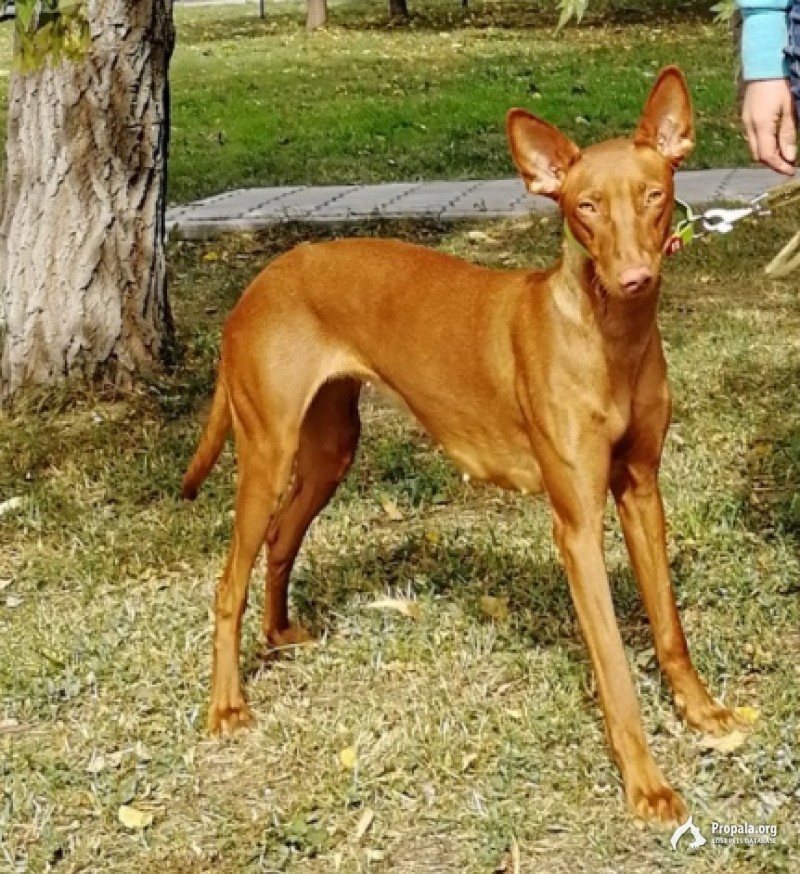 убежала фараонова собака