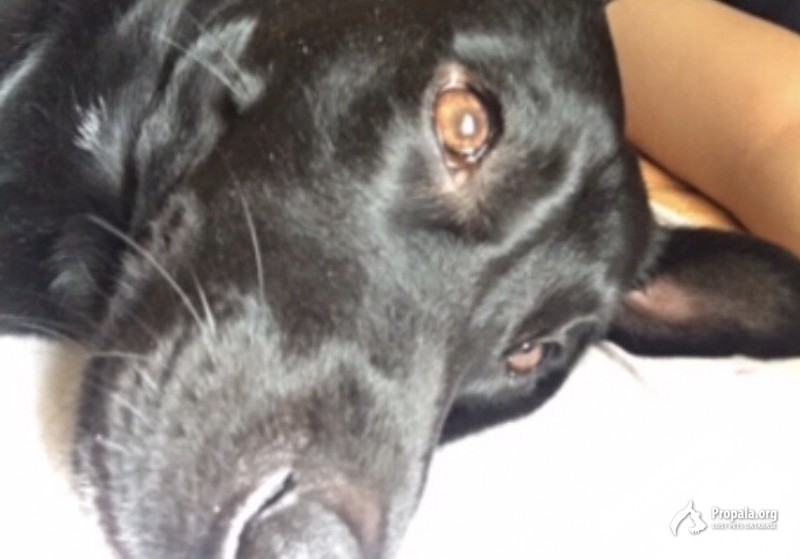 ПОТЕРЯЛАСЬ СОБАКА