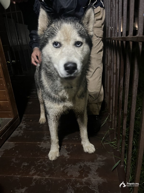 Найден хаски