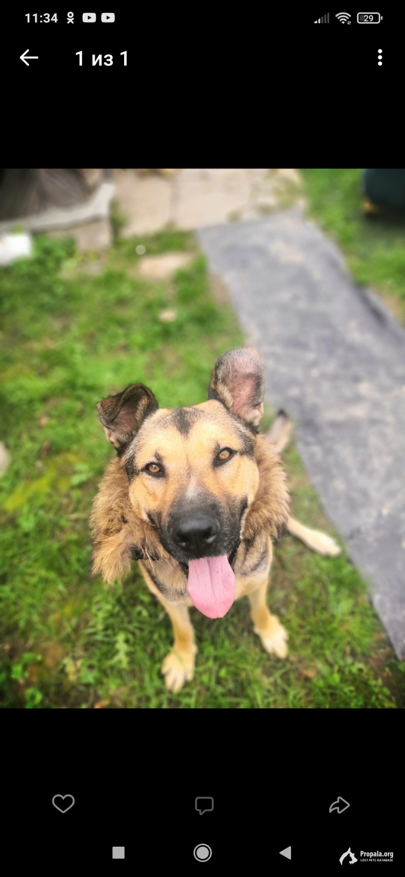 05.10.2023 пропали две собаки, деревня Беляево