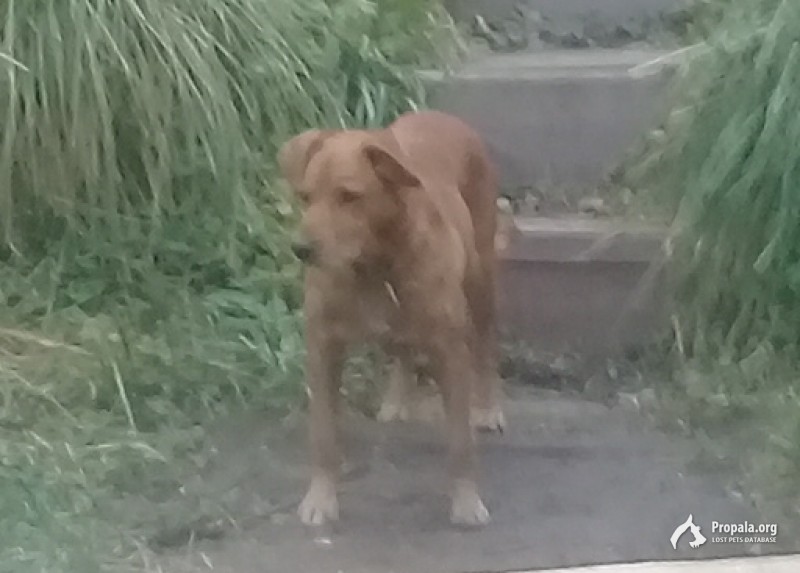 Кобель найден 19 октября в селе Юрово
