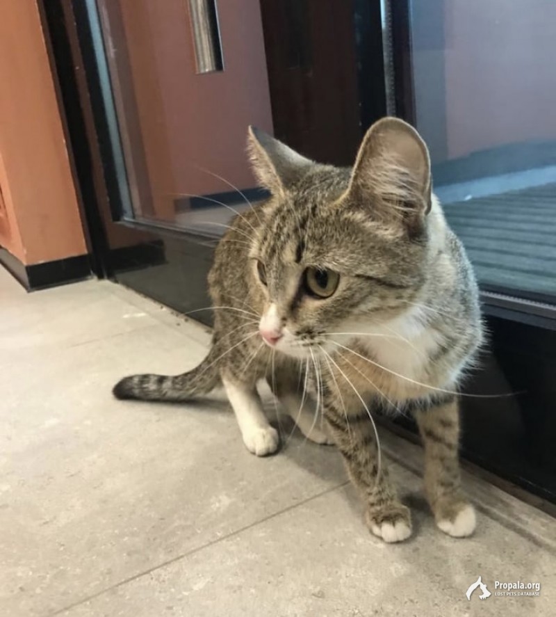 Найдена кошка. Кошка в добрые руки.