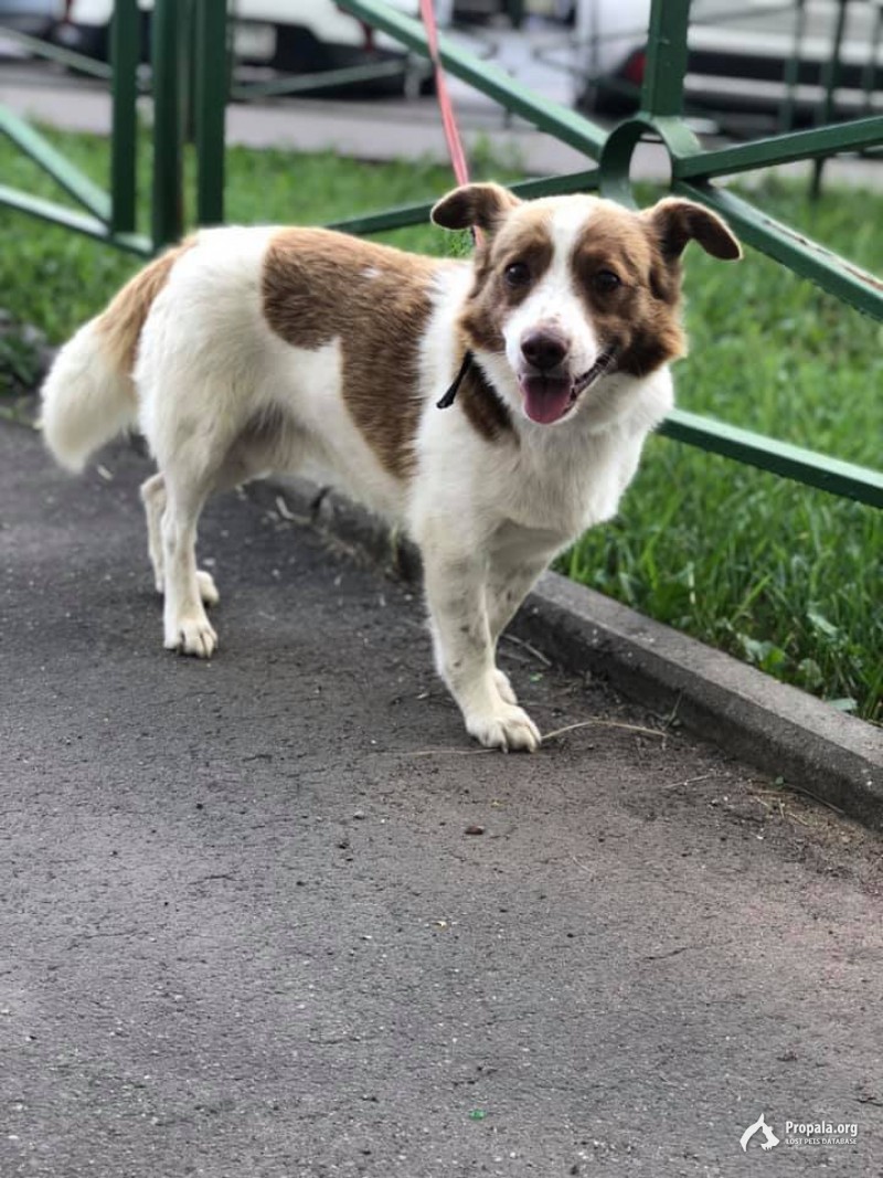 Пропала собака