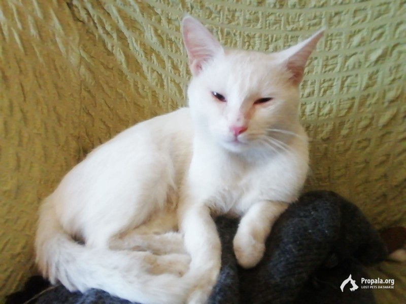 Белый кот в красном ошейнике