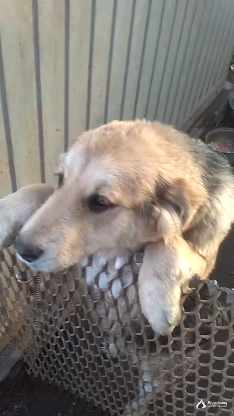 Пропала собака.Фрунзенский район.