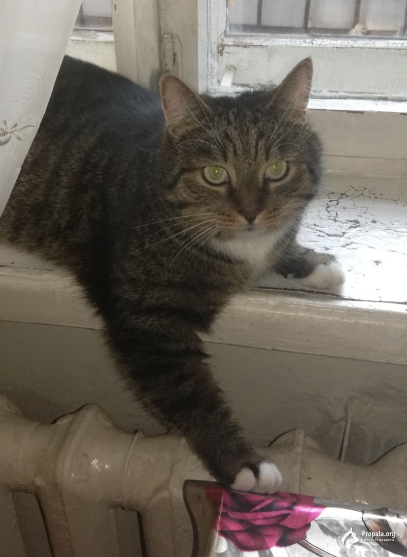 Пропал кот г. Брянск, Красноармейская улица 67