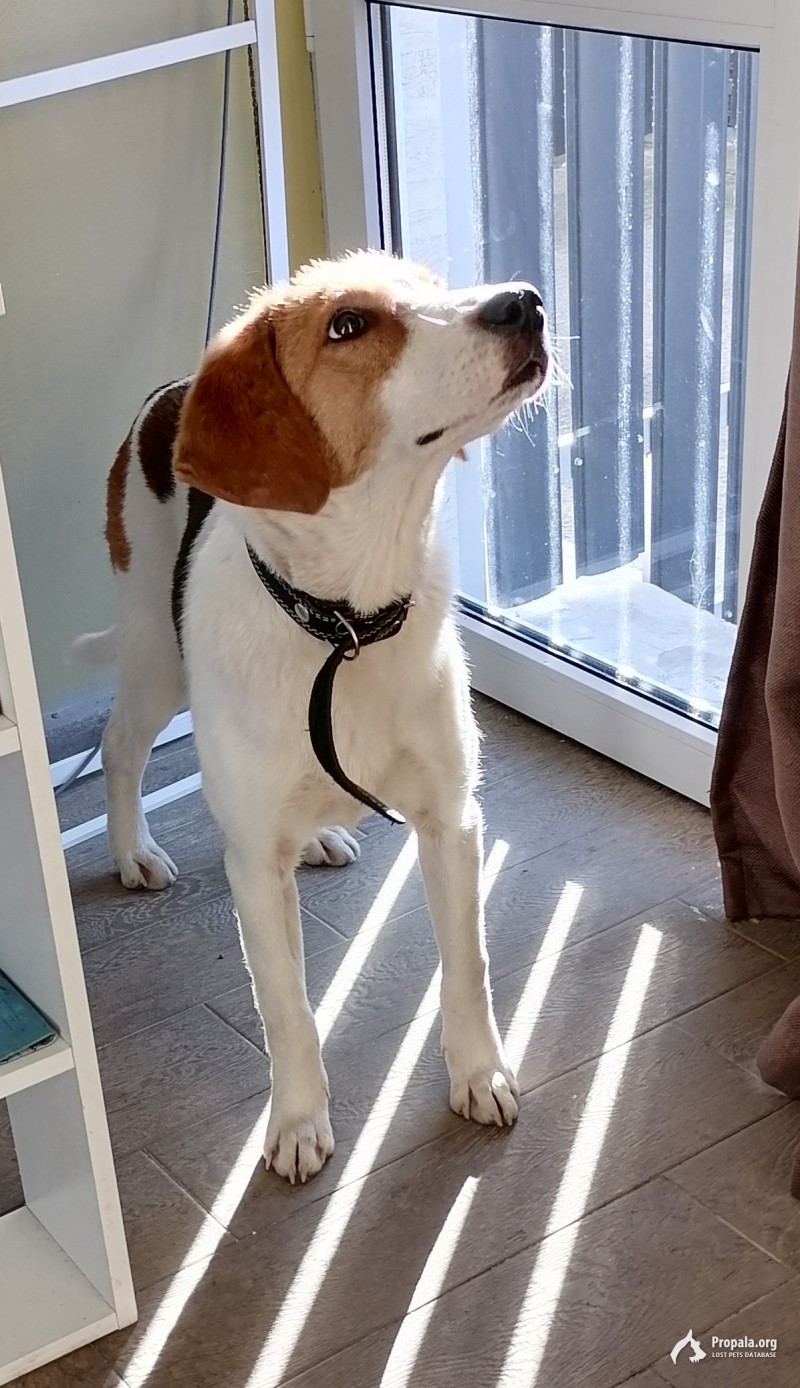 Найден щенок